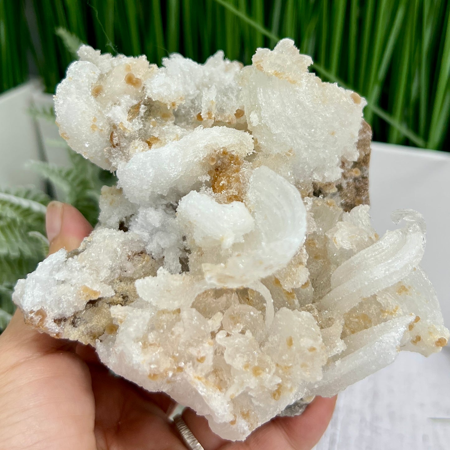 Rams Horn Selenite Large Gypsum RARE Raw Specimen Natural Crystal 822g