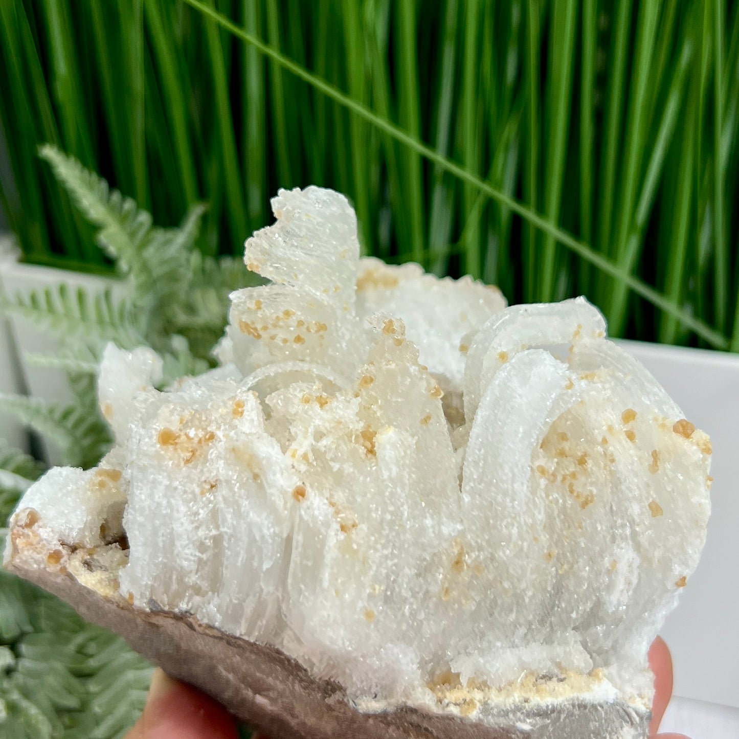 Rams Horn Selenite Large Gypsum RARE Raw Specimen Natural Crystal 822g