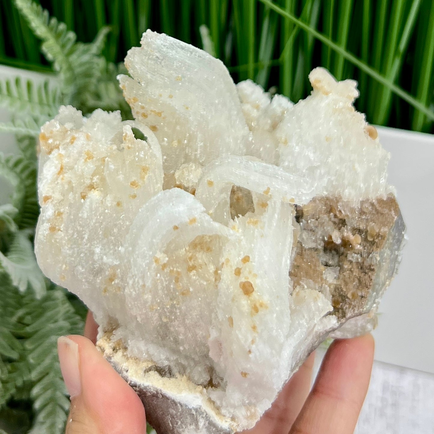 Rams Horn Selenite Large Gypsum RARE Raw Specimen Natural Crystal 822g