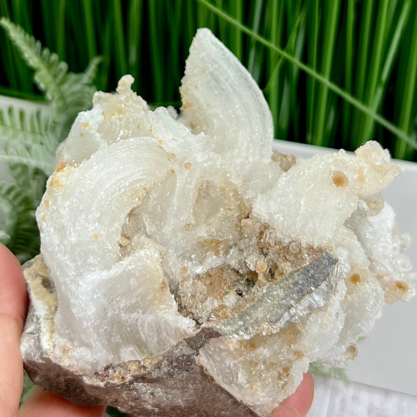 Rams Horn Selenite Large Gypsum RARE Raw Specimen Natural Crystal 822g