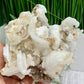 Rams Horn Selenite Large Gypsum RARE Raw Specimen Natural Crystal 822g