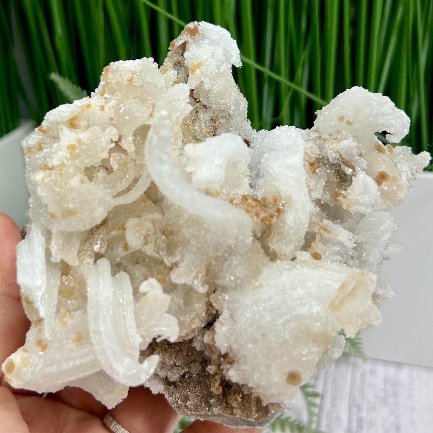 Rams Horn Selenite Large Gypsum RARE Raw Specimen Natural Crystal 822g