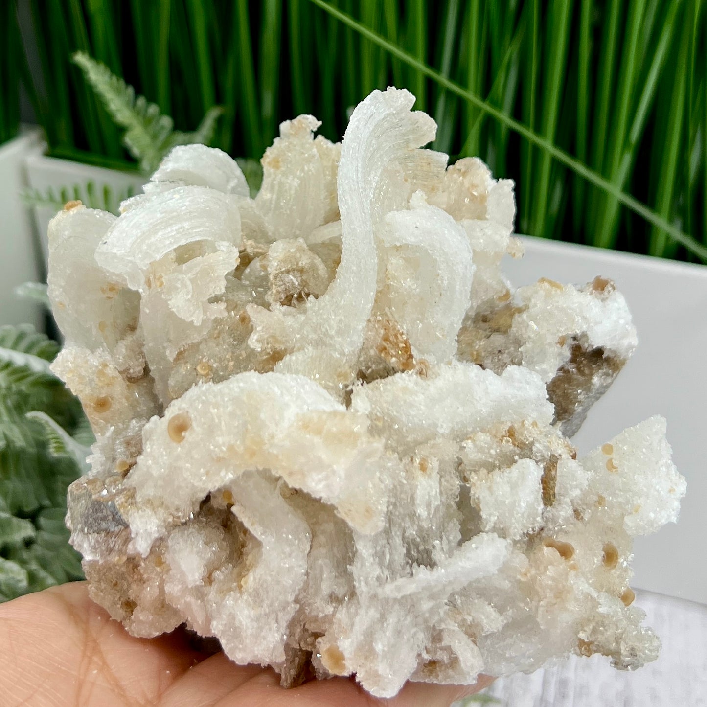 Rams Horn Selenite Large Gypsum RARE Raw Specimen Natural Crystal 822g
