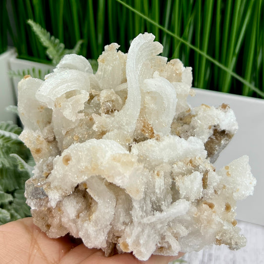 Rams Horn Selenite Large Gypsum RARE Raw Specimen Natural Crystal 822g