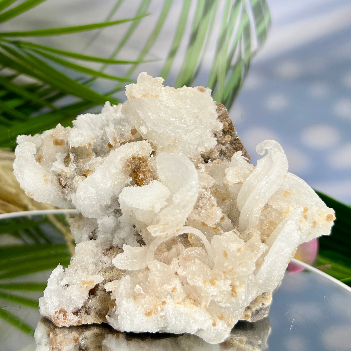 Rams Horn Selenite Large Gypsum RARE Raw Specimen Natural Crystal 822g
