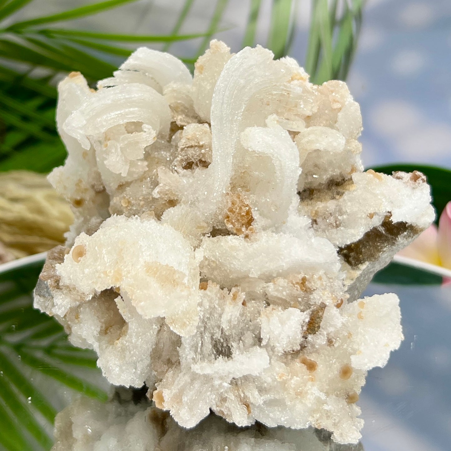 Rams Horn Selenite Large Gypsum RARE Raw Specimen Natural Crystal 822g