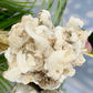 Rams Horn Selenite Large Gypsum RARE Raw Specimen Natural Crystal 822g