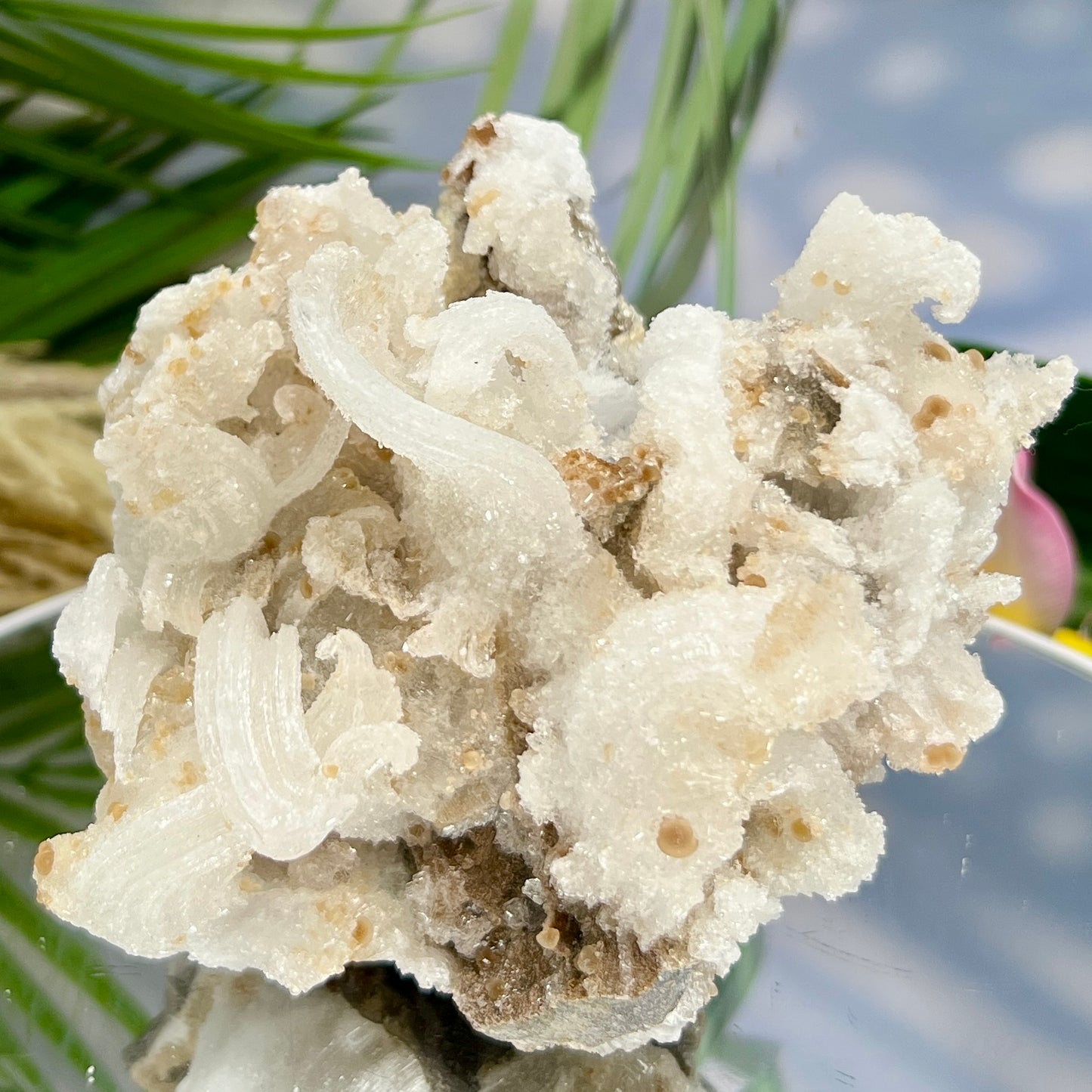 Rams Horn Selenite Large Gypsum RARE Raw Specimen Natural Crystal 822g