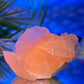 Rose Calcite Raw Specimen UV Reactive Natural Mineral Crystal 236g