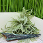 Vivianite RARE Specimen Natural Raw Crystal 248g 240mm