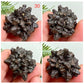 Prophecy Stones RARE Limonite Marcasite Raw Specimens Crystals