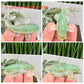 Gemstone Fish Crystal Chips in Resin Healing Chakra Energy